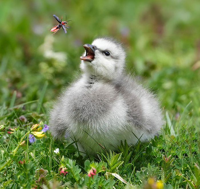 Vogelfotografie Tipps