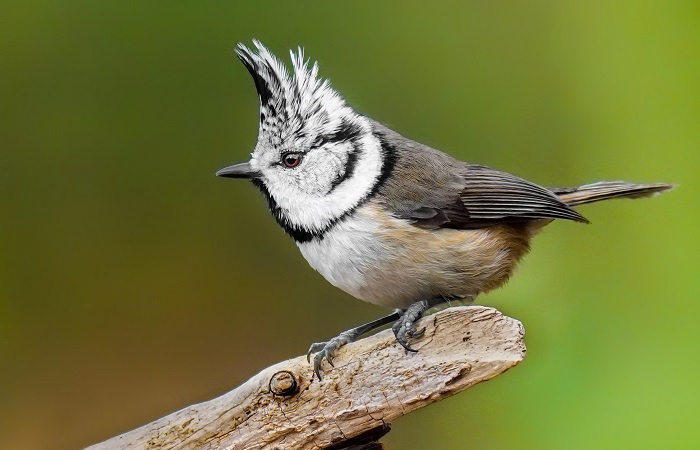 Vögel im Park fotografieren