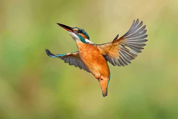 Vogelfotografie