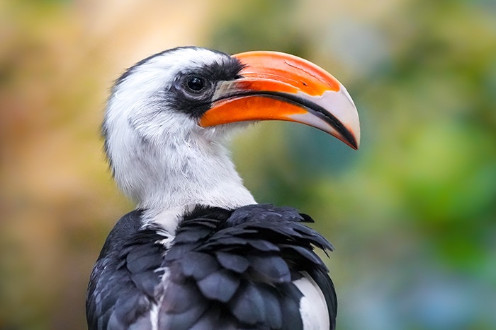 Vogelfotografie lernen