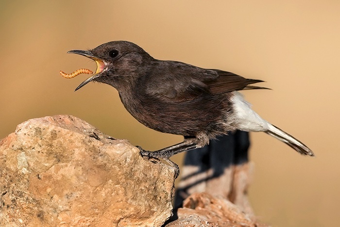 Vogelfotografie Tipps