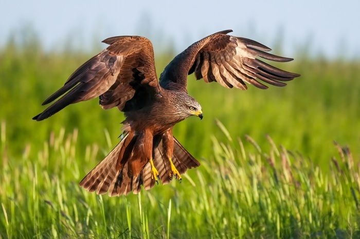 Vögel fotografieren Spanien