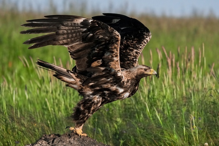 Vögel fotografieren Spanien