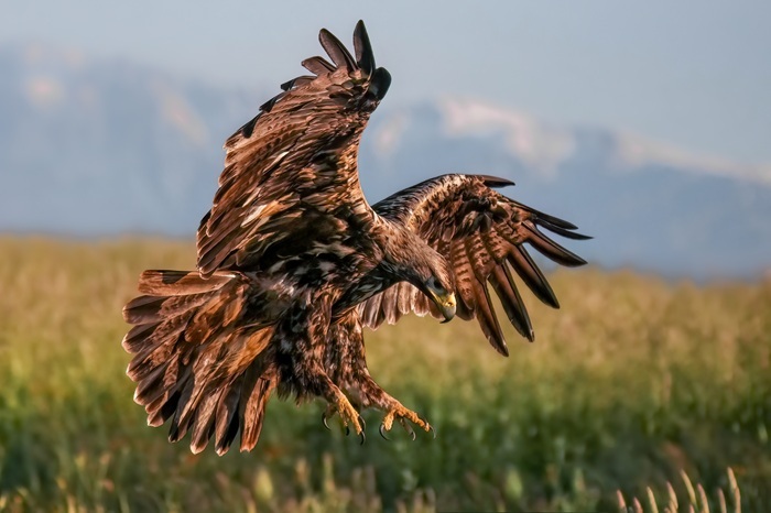 Vogel Fotografie Reise