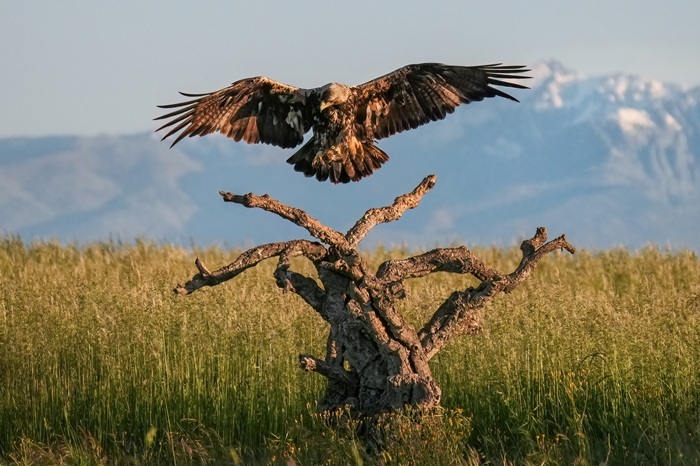 Vogel Fotografie Spanien