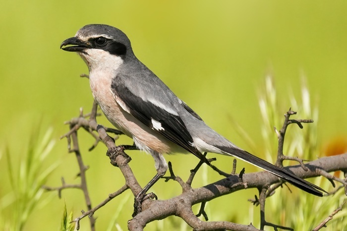 Vogelfotografie Spanien