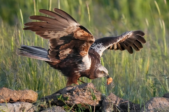 Vogelbeobachtungs Reise
