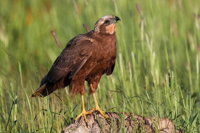 Vogelbeobachtungs Reise