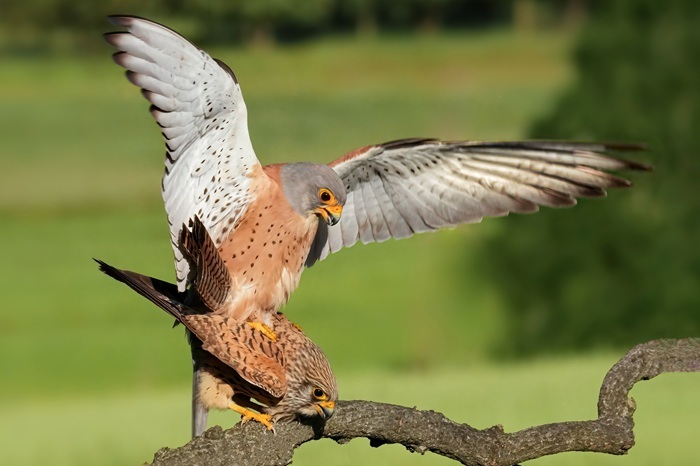 Vogelfotografie Reise Spanien