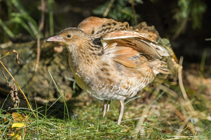 Vogelbeobachtung Ammersee