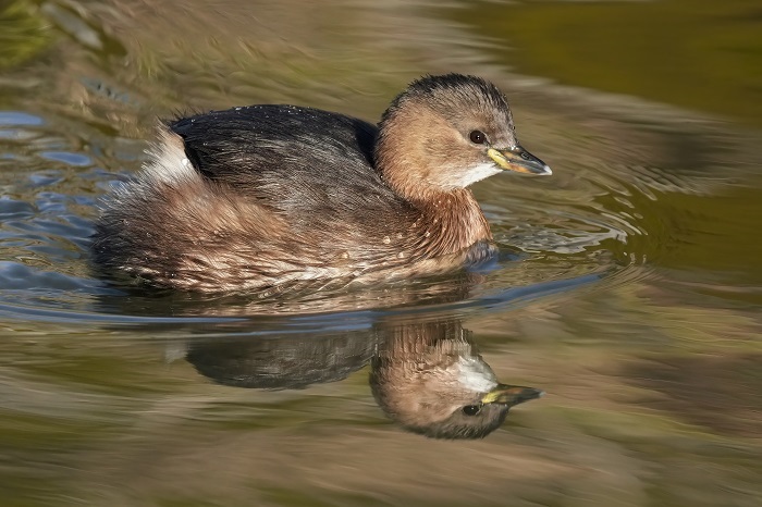 Wasservogel Fotoansitz