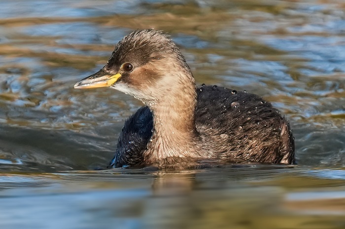 Wasservogel Foto Ansitzhütte