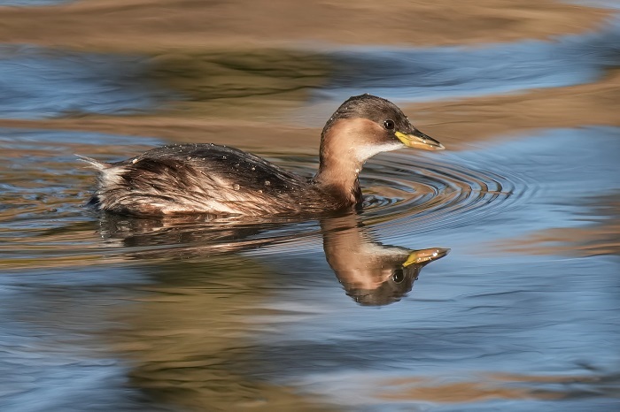 Wasservogel Fotoversteck