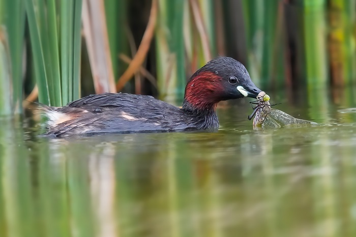 Zwergtaucher Fotoversteck