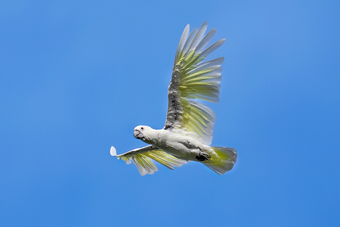 Fliegender kakadu
