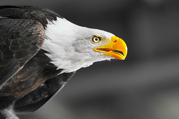 Seeadler fotografieren