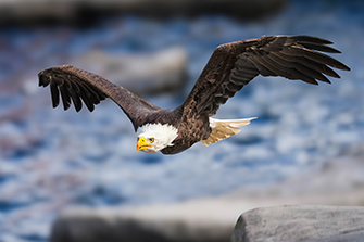 weisskopfseeadler im Flug
