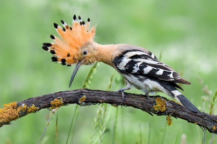 Wiedehopf Fotoansitzhütte mieten