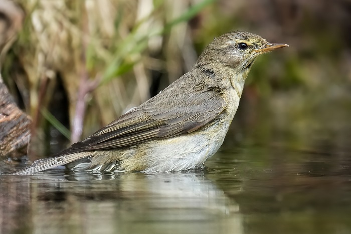 Heimische Vogelarten