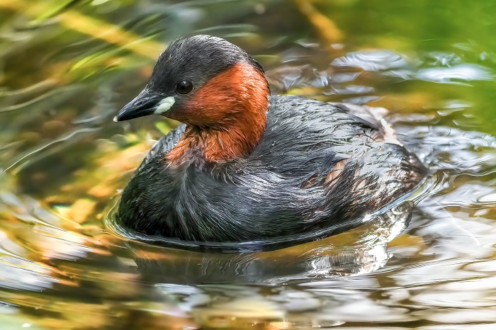 Zwergtaucher