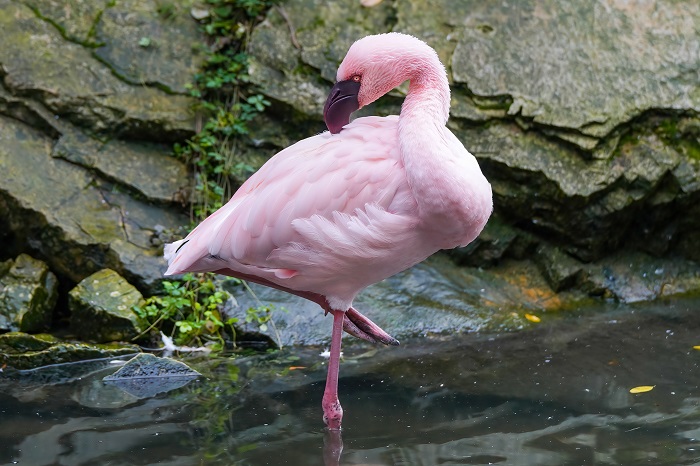 Zwergflamingo