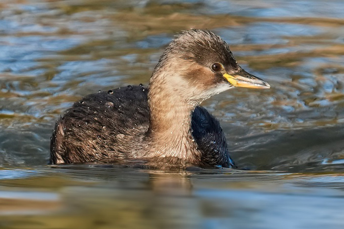 Zwergtaucher