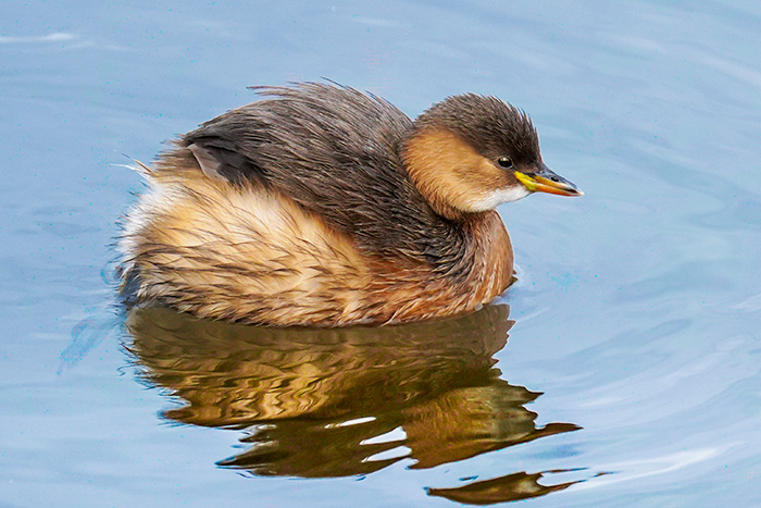 Zwergtaucher