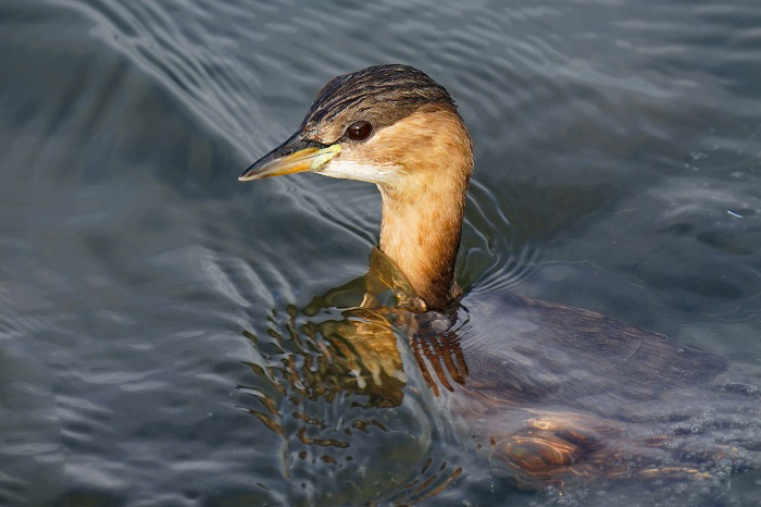 Zwergtaucher